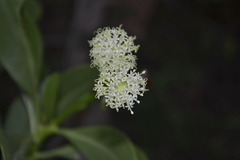 Kleinia grandiflora